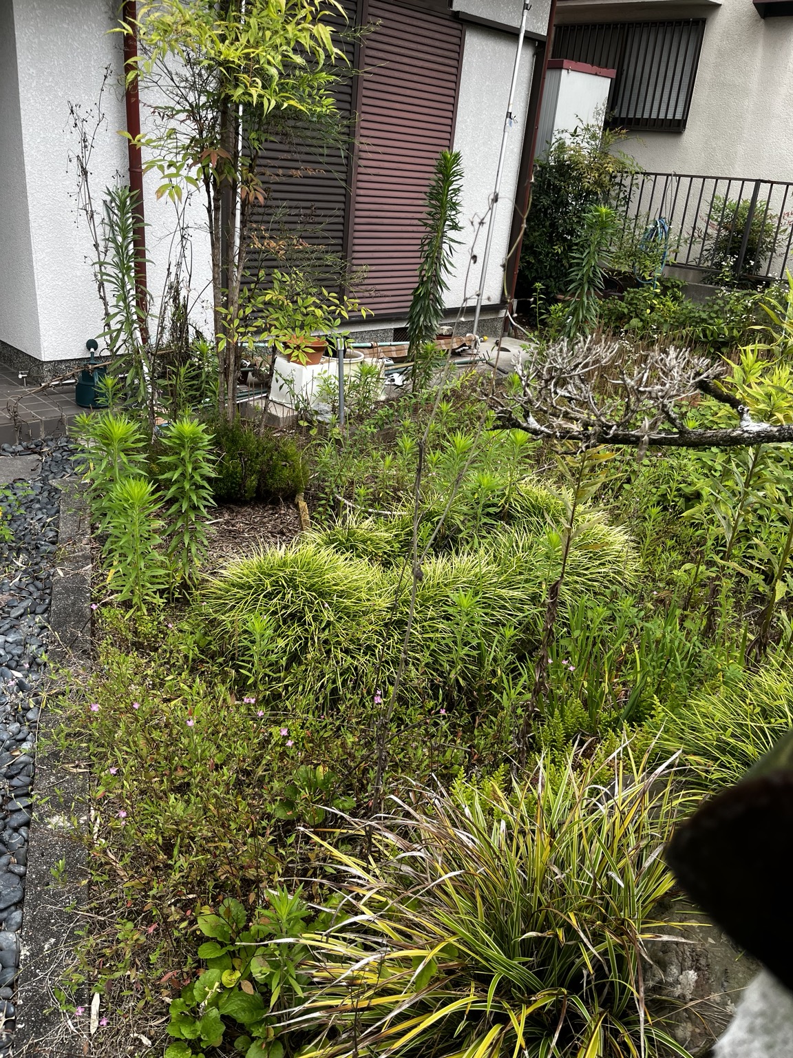 お庭全体の除草・お手入れの作業前